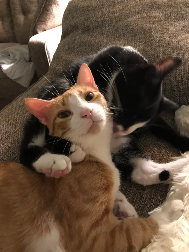 Music City Cats — customer photo 6