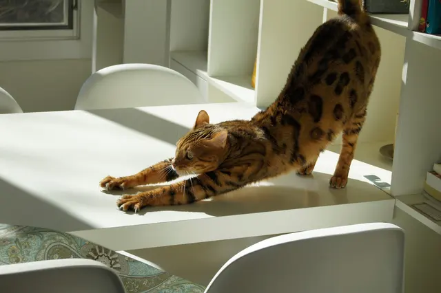Music City Cats — photo from the business 4