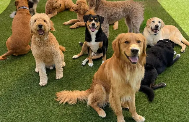 Nashville Pet Spa — photo from the business 3