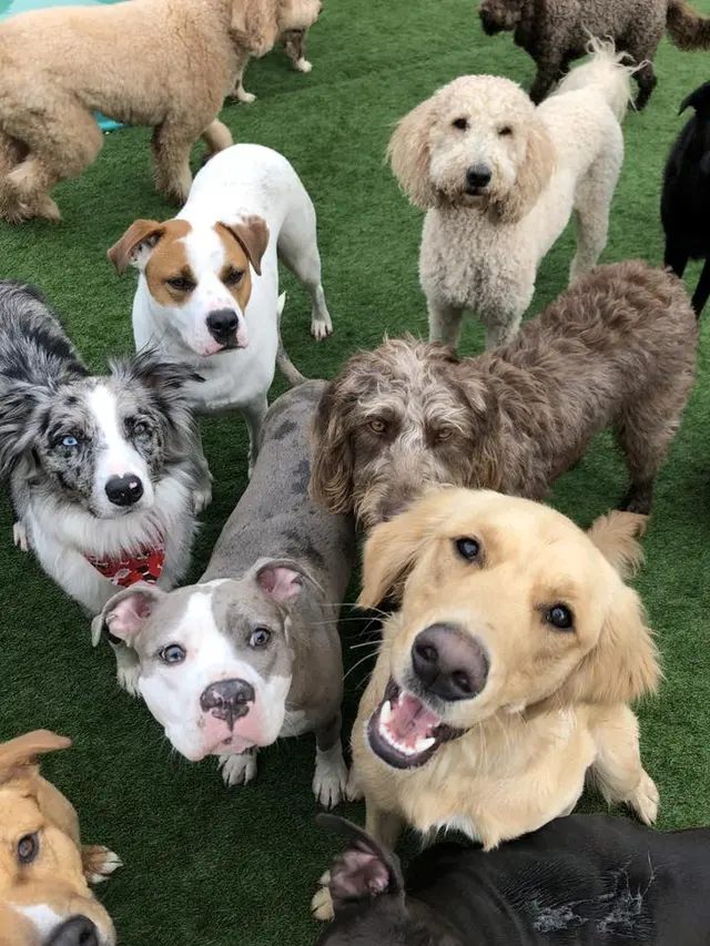Nashville Pet Spa — photo from the business 11