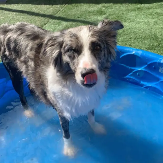 Nashville Pet Spa — photo from the business 4