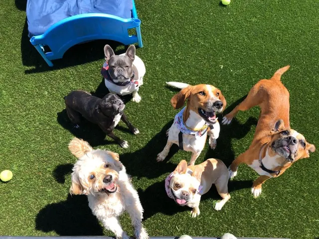 Nashville Pet Spa — photo from the business 9