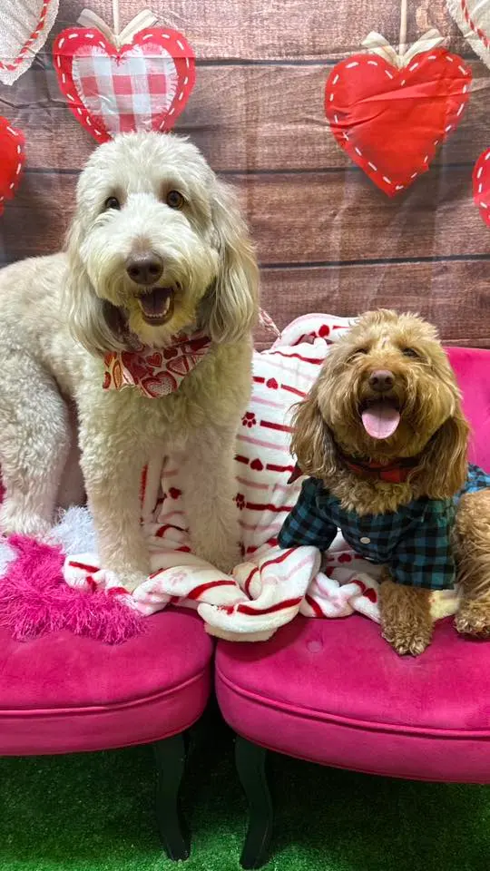 Nashville Pet Spa — photo from the business 2