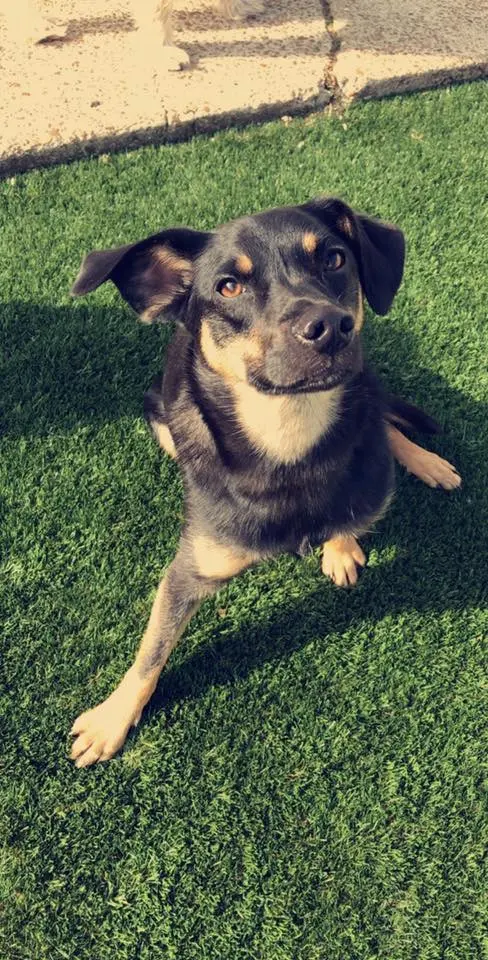 Nashville Pet Spa — photo from the business 7