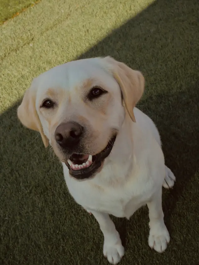 Nashville Pet Spa — photo from the business 10