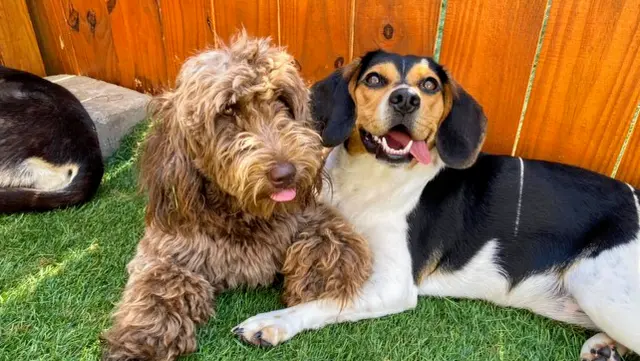 Nashville Pet Spa — photo from the business 1
