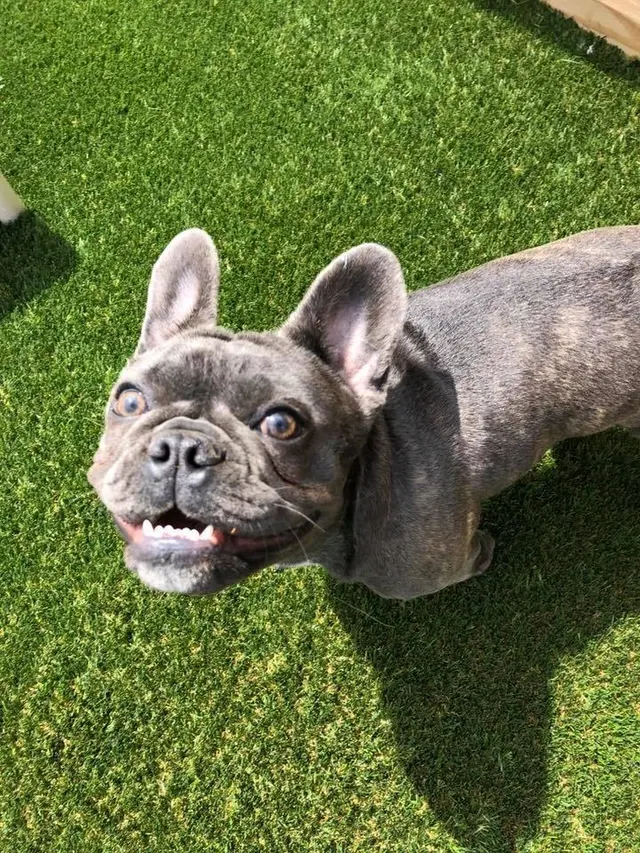 Nashville Pet Spa — photo from the business 8