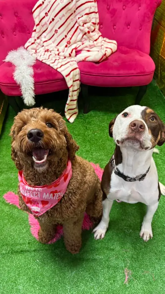 Nashville Pet Spa — photo from the business 5