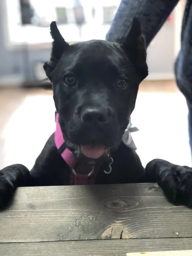 Nashville Pet Spa — photo from the business 12