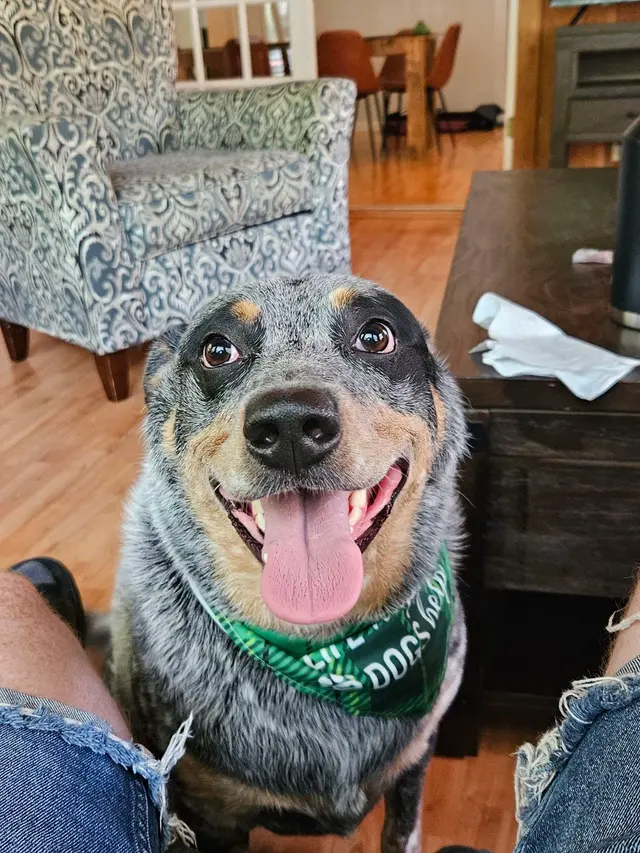 Woofie's Pet Services — photo from the business 5