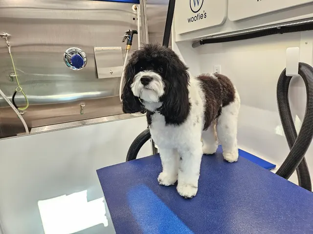 Woofie's Pet Services — photo from the business 3