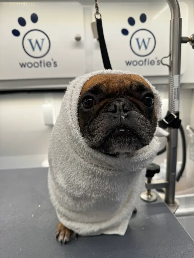 Woofie's Pet Services — photo from the business 4