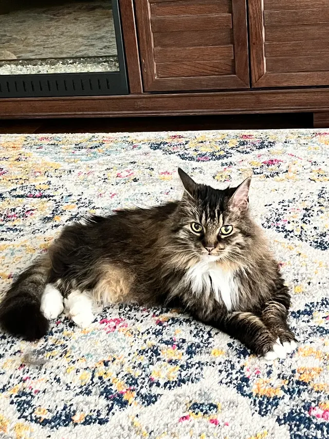 The Nashville Cat Sitters — customer photo 10