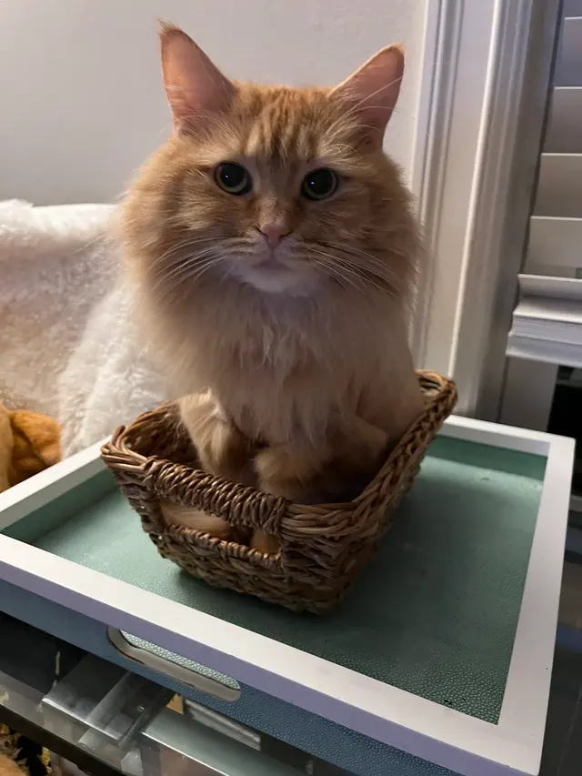 The Nashville Cat Sitters — customer photo 3