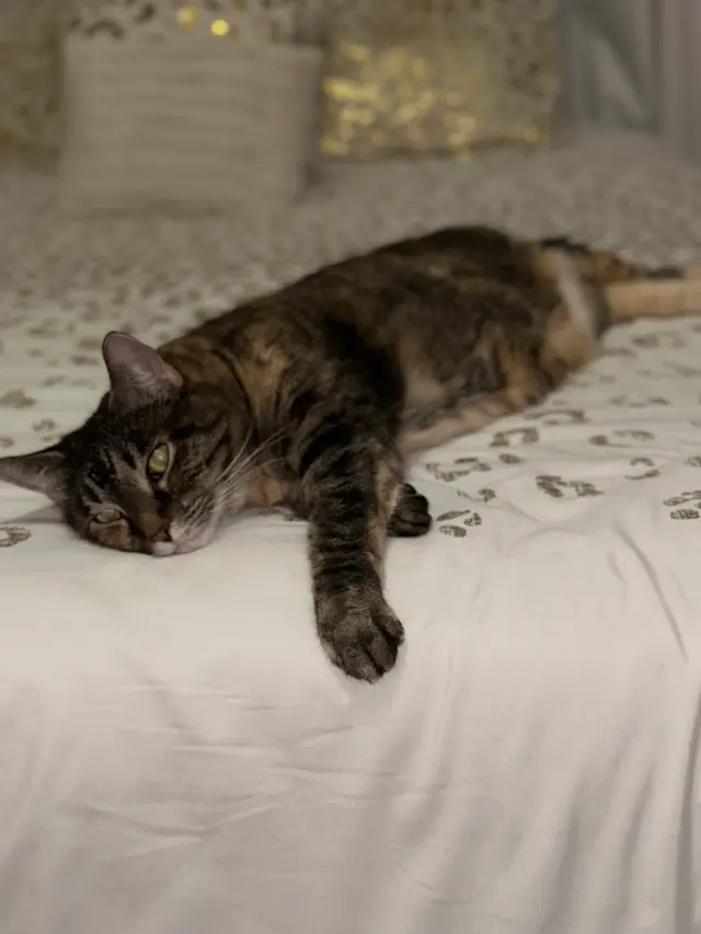 The Nashville Cat Sitters — customer photo 4