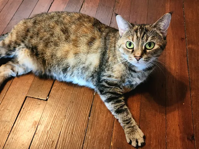 The Nashville Cat Sitters — customer photo 5
