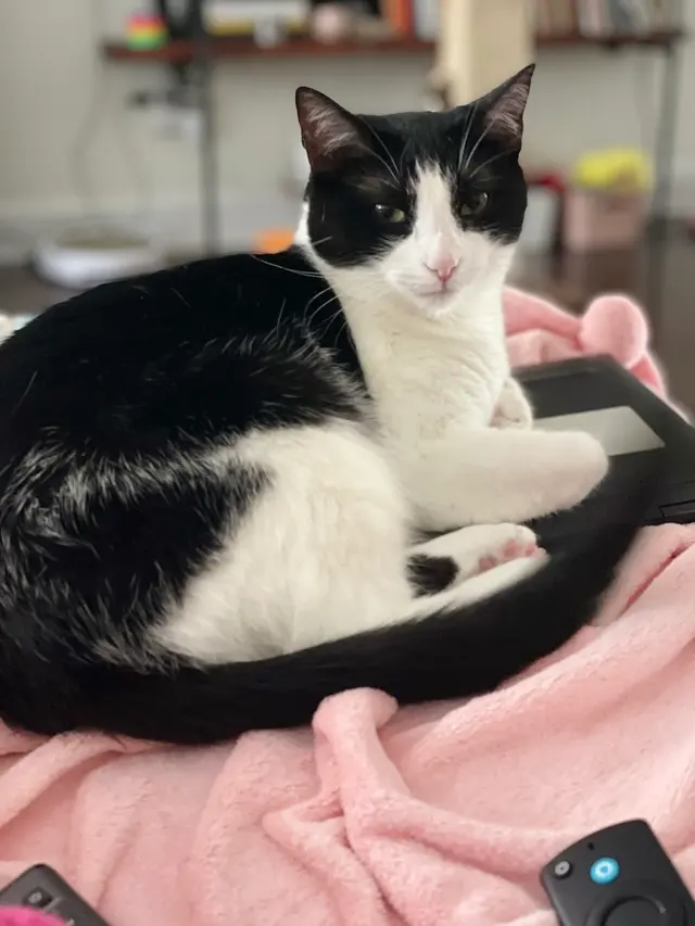 The Nashville Cat Sitters — customer photo 8