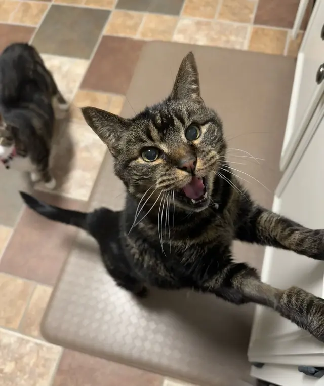 The Nashville Cat Sitters — customer photo 2