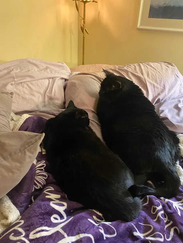 The Nashville Cat Sitters — customer photo 7