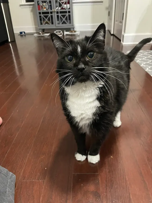 The Nashville Cat Sitters — customer photo 9