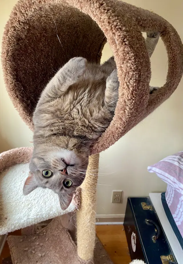The Nashville Cat Sitters — customer photo 6