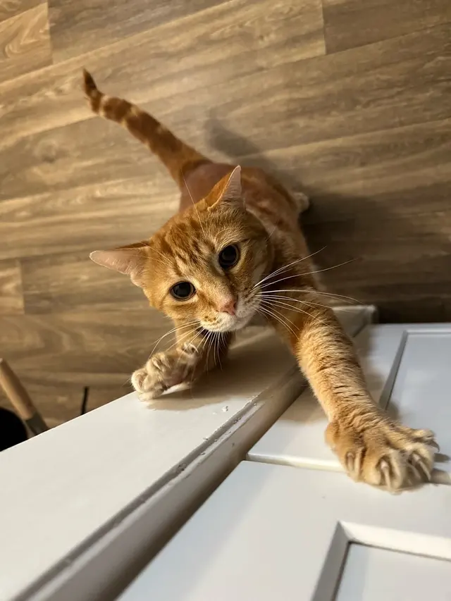The Nashville Cat Sitters — customer photo 11