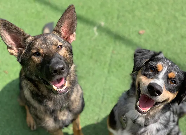 Camp Bow Wow Nashville - Downtown — photo from the business 2
