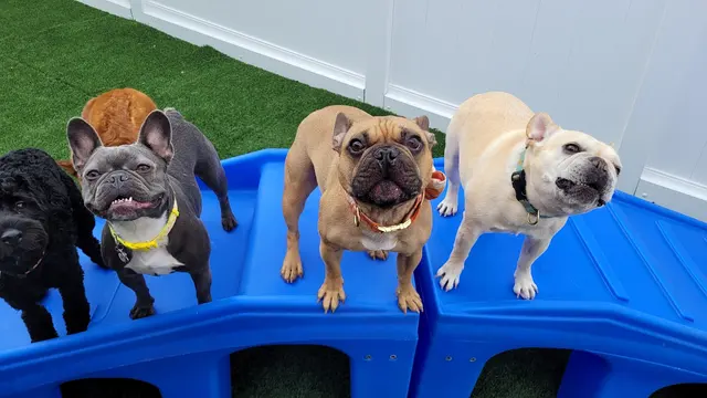 Camp Bow Wow Nashville - Downtown — photo from the business 10