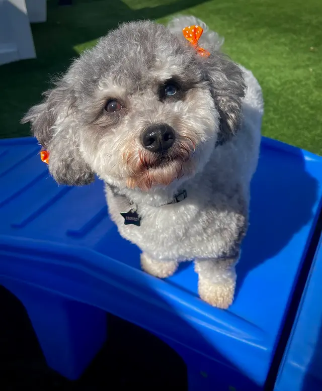 Camp Bow Wow Nashville - Downtown — photo from the business 3