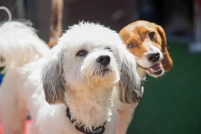 Camp Bow Wow Nashville - Downtown — photo from the business 5