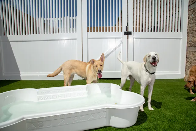 Camp Bow Wow Nashville - Downtown — photo from the business 12