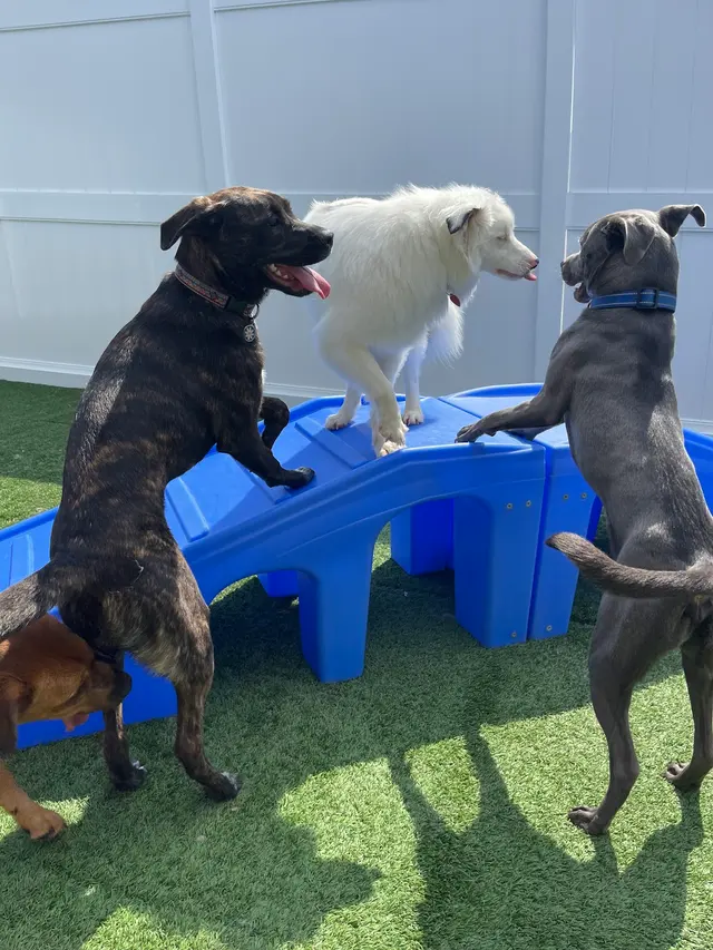 Camp Bow Wow Nashville - Downtown — photo from the business 9