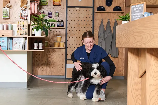 Yardstick Dog Hotel - Berry Hill — photo from the business 5