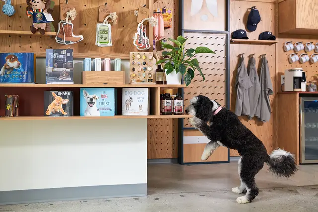 Yardstick Dog Hotel - Berry Hill — photo from the business 4