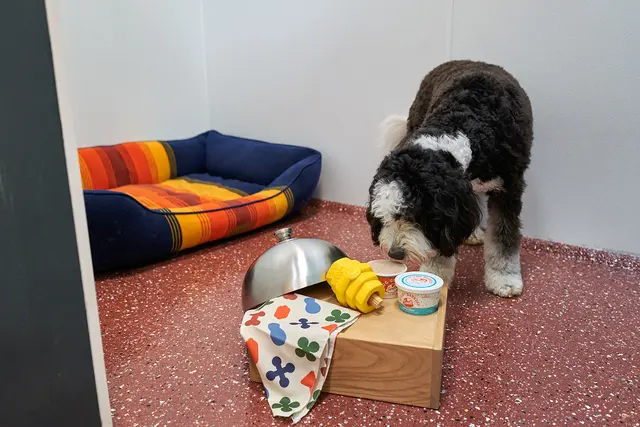 Yardstick Dog Hotel - Berry Hill — photo from the business 11