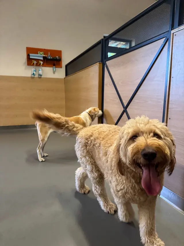 Yardstick Dog Hotel - West Nashville — customer photo 5