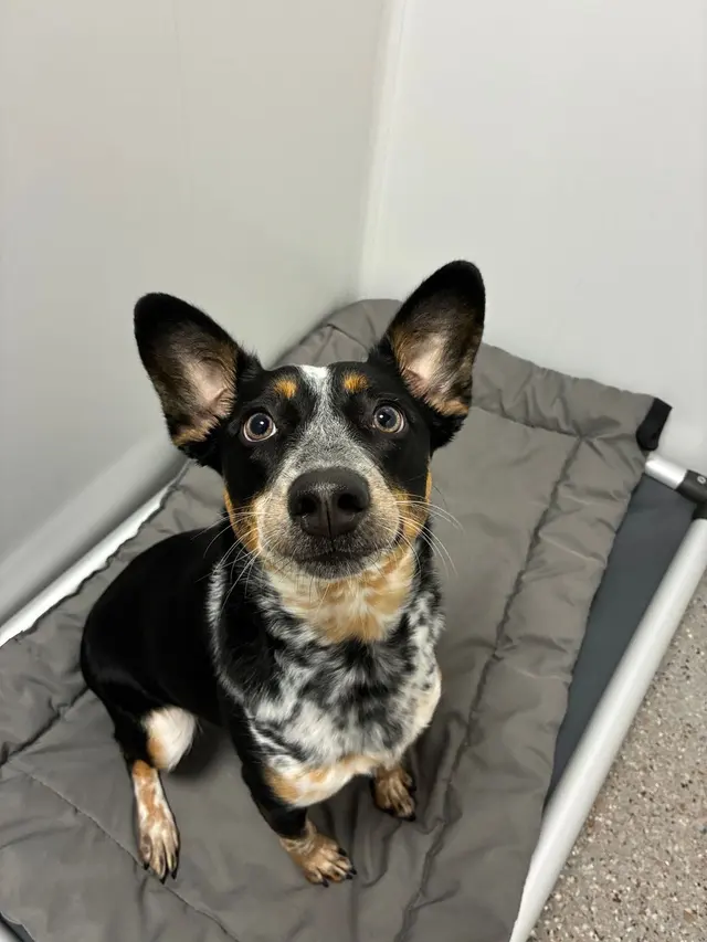Yardstick Dog Hotel - West Nashville — customer photo 3
