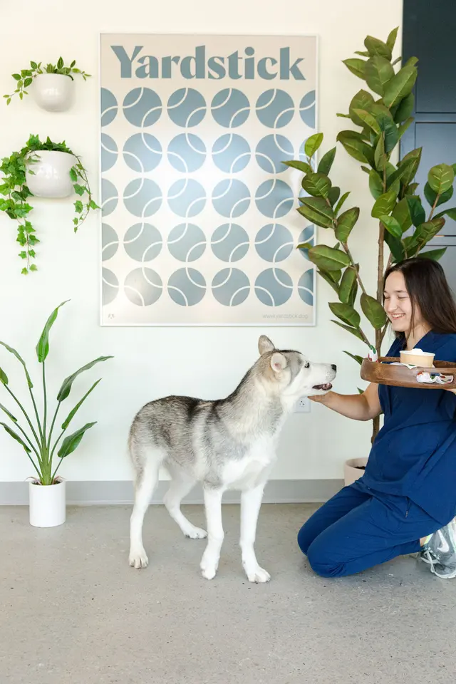 Yardstick Dog Hotel - West Nashville — photo from the business 8