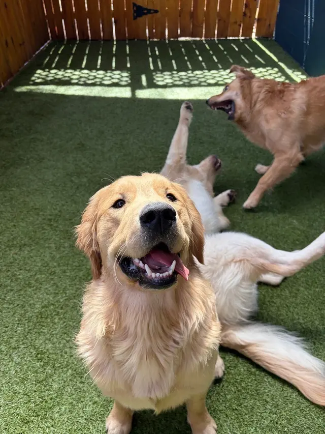 Yardstick Dog Hotel - West Nashville — customer photo 4