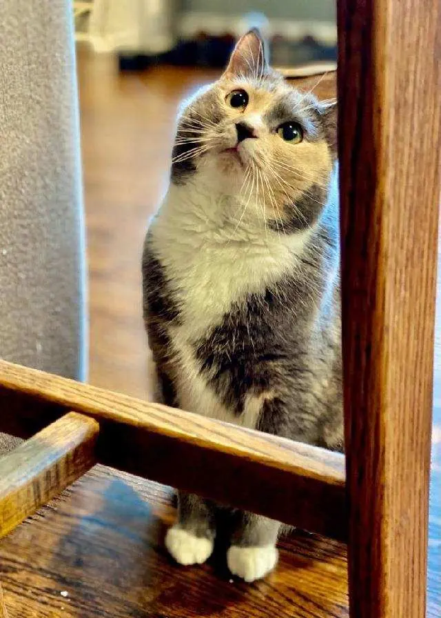 Nashville Purrs — customer photo 1