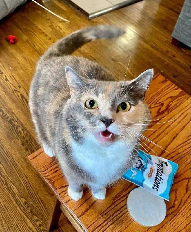 Nashville Purrs — customer photo 2