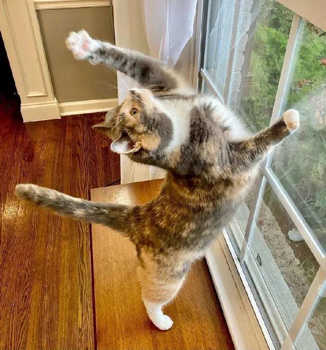 Nashville Purrs — customer photo 3