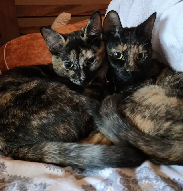 Nashville Purrs — photo from the business 4