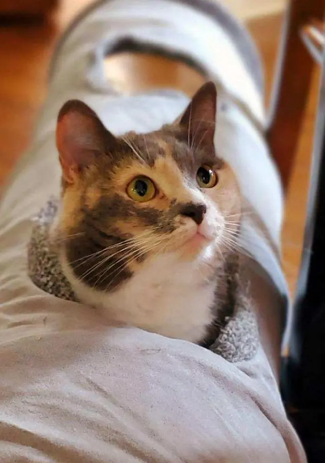 Nashville Purrs — customer photo 5