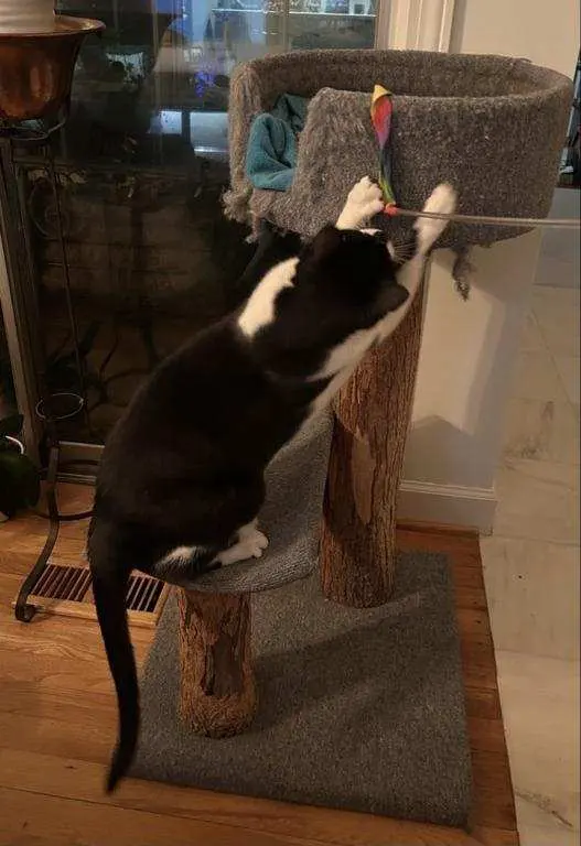 Customer photo of work by Nashville Purrs, from Shore Griffin's review