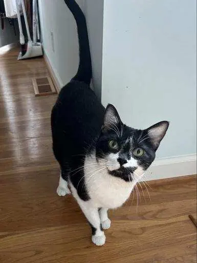 Nashville Purrs — customer photo 6