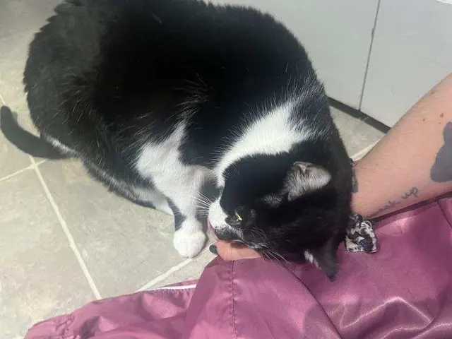 Nashville Purrs — customer photo 7