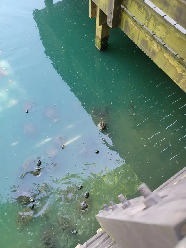 Vietnam Veterans Park — customer photo 7