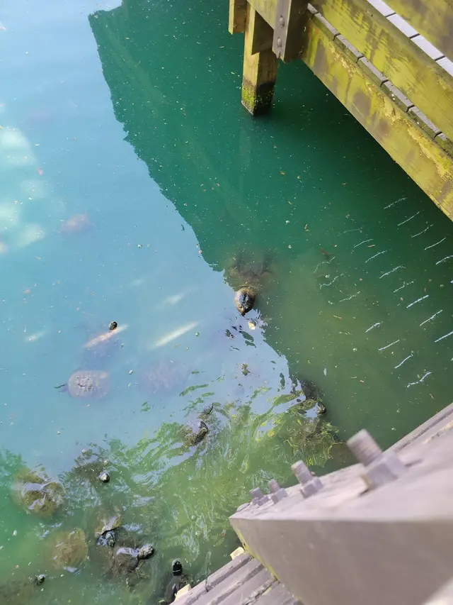 Vietnam Veterans Park — customer photo 8