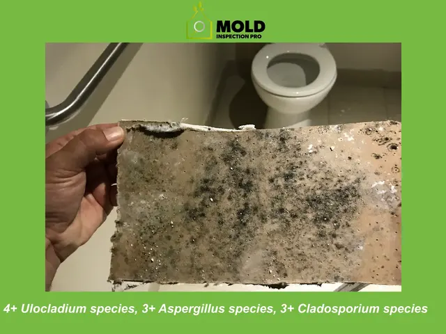 Mold Inspection Pro — photo from the business 2
